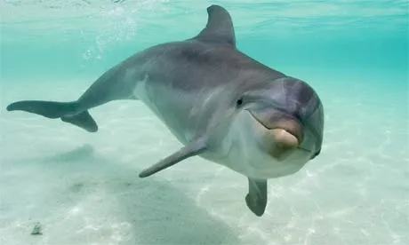 Imagenes tiernas de delfines: Imagenes Tiernas | Fotos Tiernas | Amor