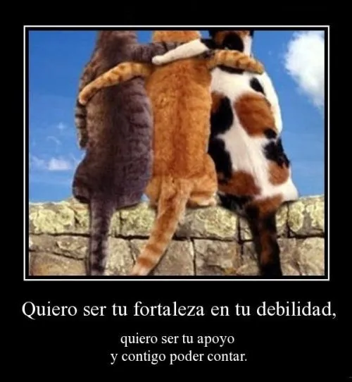 Imágenes Tiernas de Gatitos con Frases | Imagenes Tiernas ...