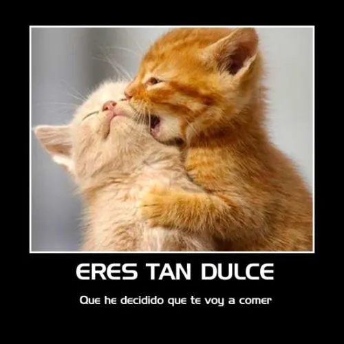 Imágenes Tiernas de Gatitos con Frases | Imagenes Tiernas ...