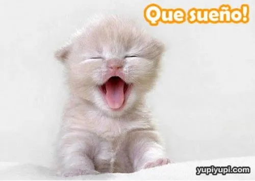 Imágenes tiernas de gatitos y perritos con sueño | Imagenes ...