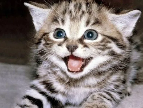 Imagenes tiernas de gatos bebes | Imagenes Tiernas - Imagenes de Amor