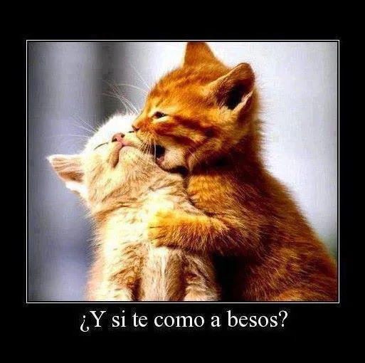Imagenes tiernas de gatos con frases de amor | Imagenes tiernas