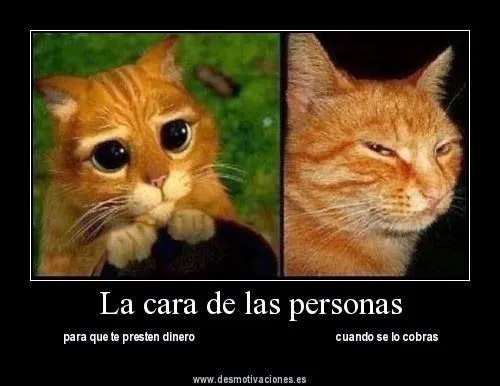 Dedicatorias con imagenes de gatos - Imagui
