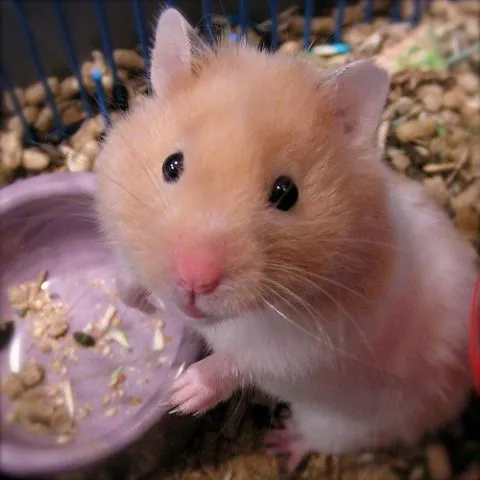 Imagenes Tiernas de Hamster | IMAGENES, FRASES, POEMAS, PARA ...