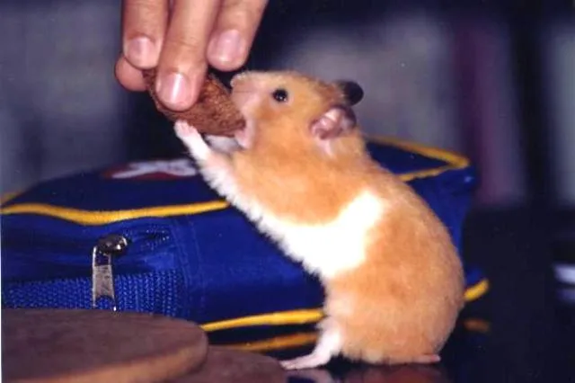 Imagenes Tiernas de Hamster | Imagenes tiernas