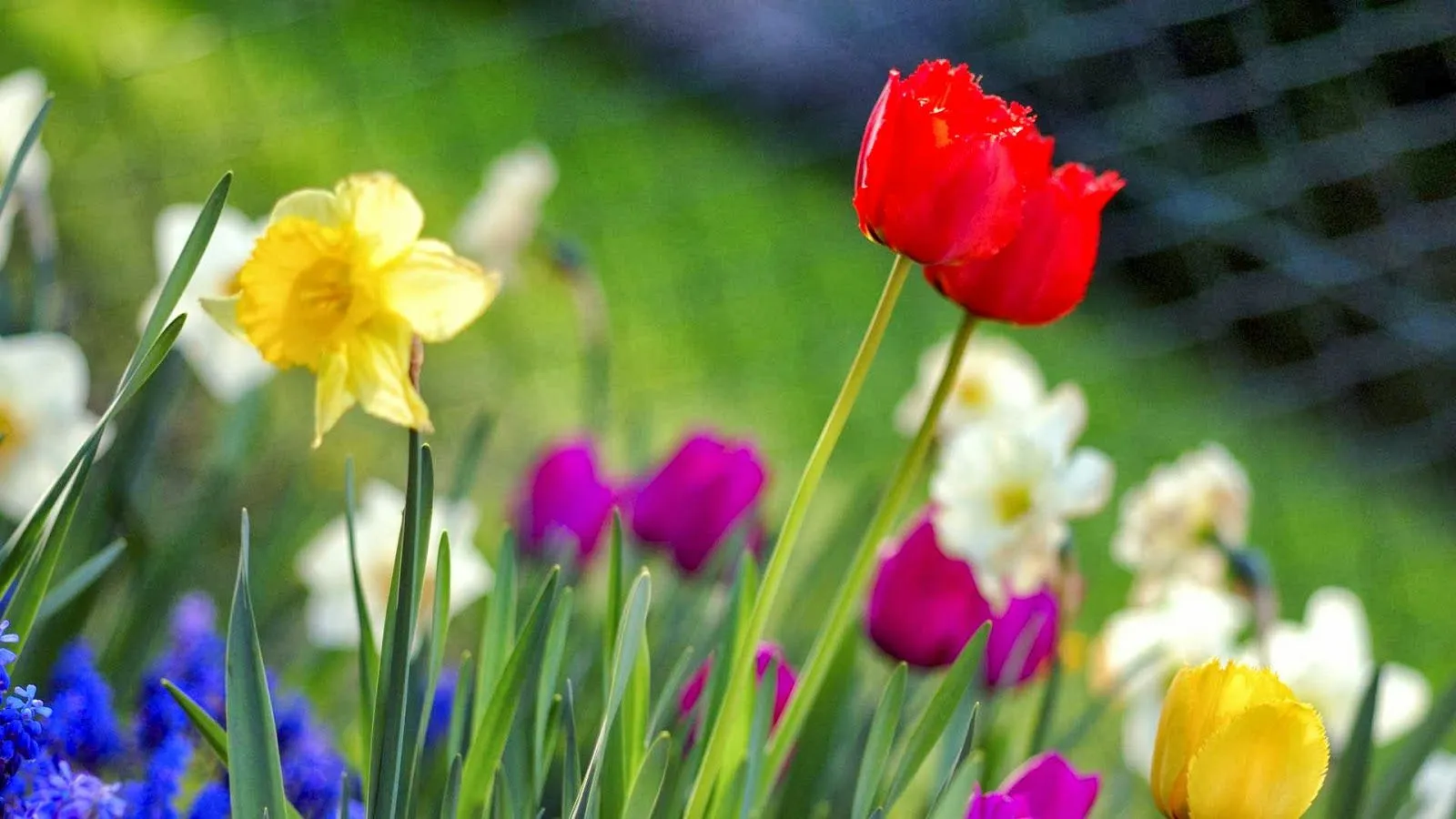 Imagenes Tiernas: Imagenes de primavera con movimiento