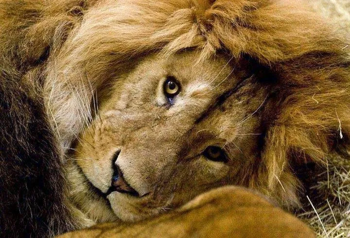 Imágenes tiernas de leones ~ Imagenes lindas de amor