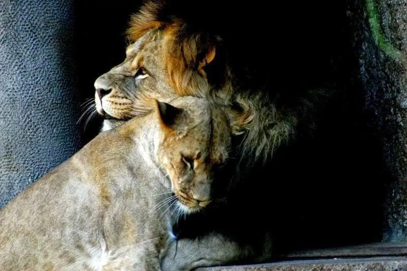 Imágenes tiernas de leones ~ Imagenes lindas de amor