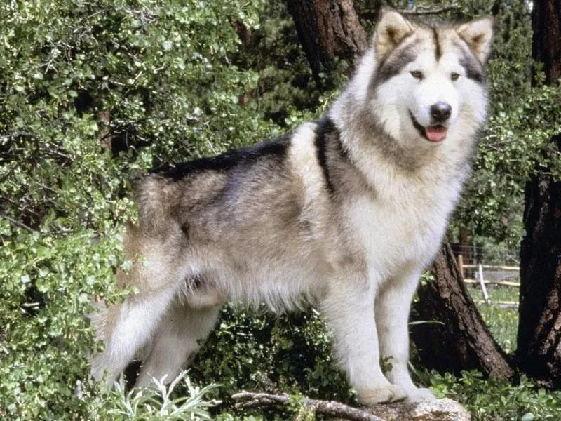 Imágenes tiernas de lobos para compartir ~ Imagenes lindas de amor