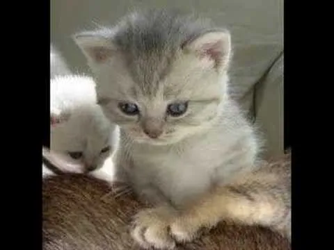 Las imagenes mas tiernas del mundo animadas - Imagui