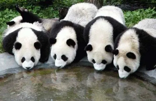 Osos panda bebés tiernos - Imagui