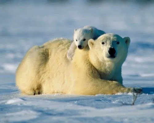 Imágenes tiernas de Osos Polares | Imagenes Tiernas - Imagenes de Amor