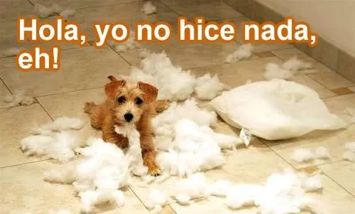 Imagenes perritos tiernos con frases - Imagui