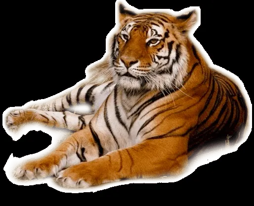 Imagenes Tigre PNG - Imagenes PNG