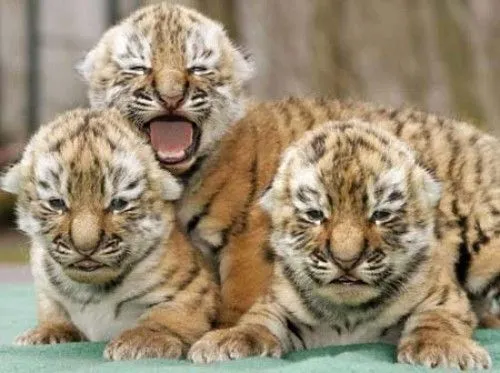 Imágenes tiernas de tigres bebés | Imagenes Tiernas - Imagenes de Amor