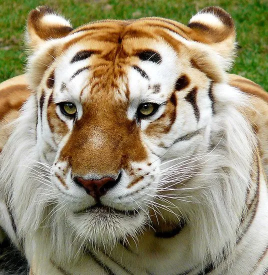 Un rinconcito de colores": "Tigres dorados"