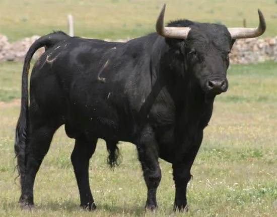 Imagenes de toros