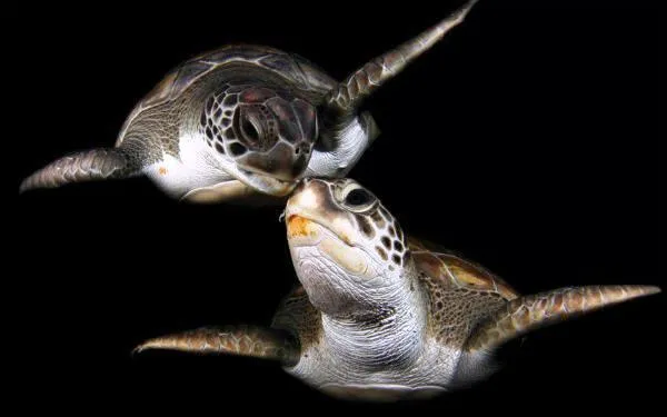 Imágenes de tortugas enamoradas - Imagui
