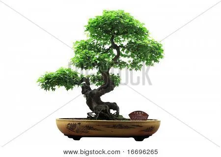 Imágenes de Tree Isolated, fotos stock e ilustraciones | Bigstock