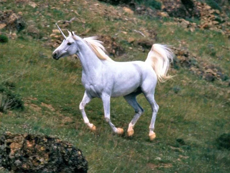 Imágenes de Unicornios REALES - Taringa!