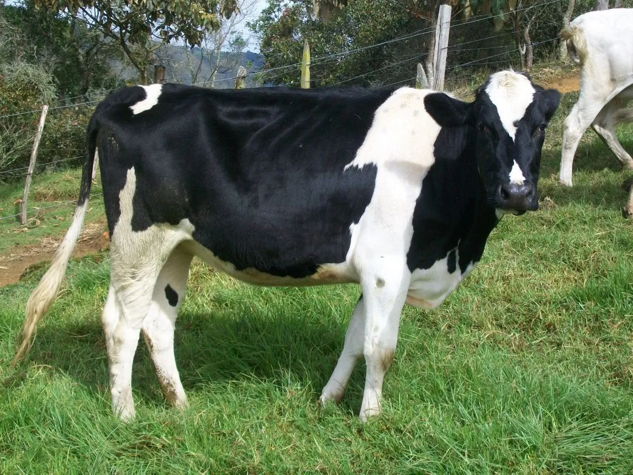 Vacas Lecheras Holstein Venta Kamistad Celebrity Pictures Portal ...