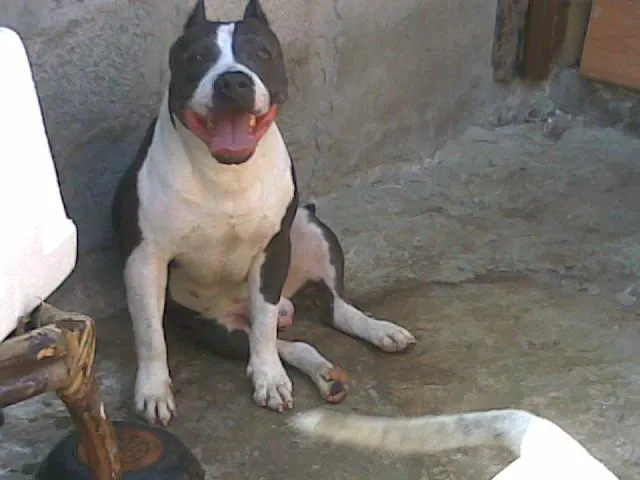 SE VENDE CACHORRITS BULL TERRIER STANFORD en Ciudad Madero