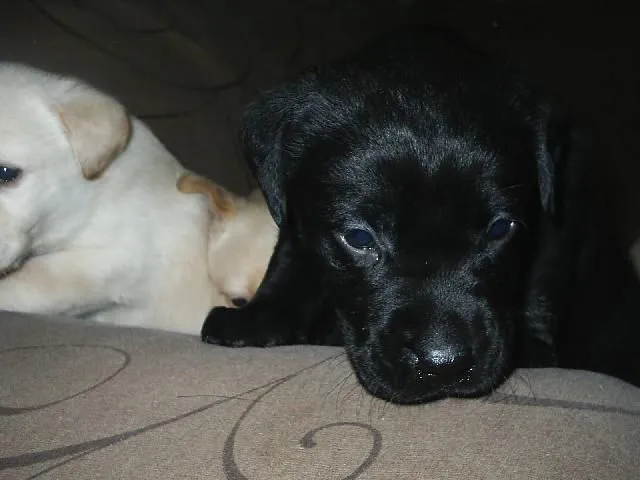 Imágenes de VENDO HERMOSOS CACHORROS LABRADOR! en Tijuana