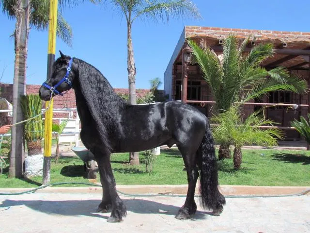 Imágenes de Venta de Caballos Frisones, Frison, Frisian ó... en ...