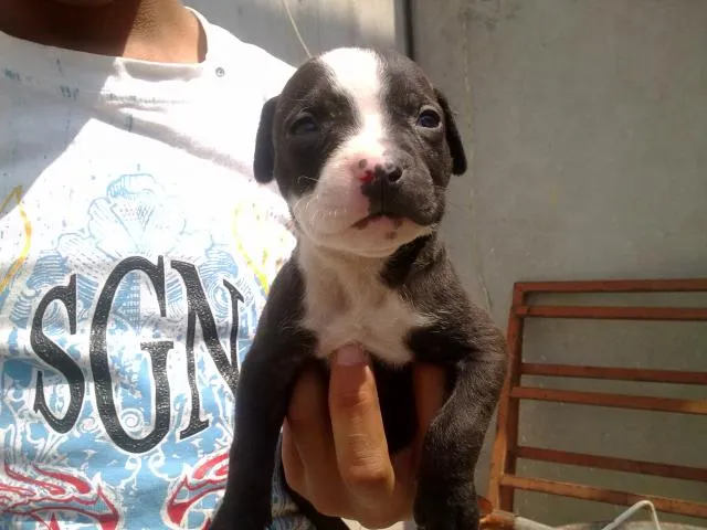 Imágenes de Venta de Cachorros Pitbull y Pitbull Blue Fawn en ...