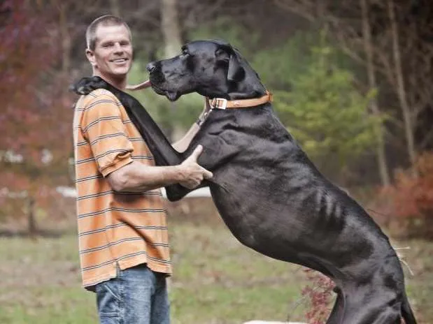 Así vive el perro más grande del mundo - Terra USA