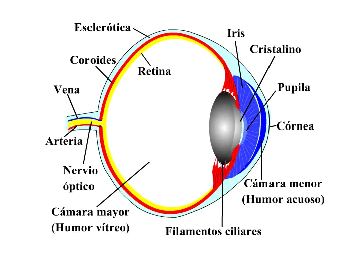 Imagenes de la vista y sus partes para colorear - Imagui