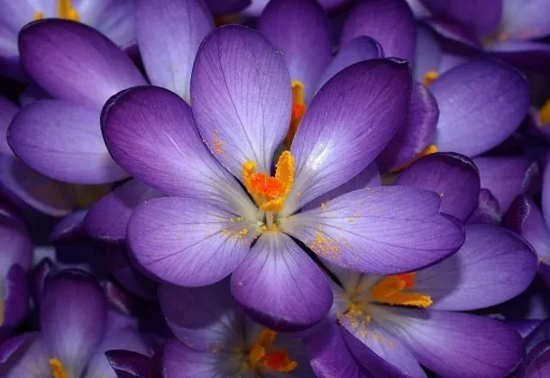 Imágenes y Wallpapers HD: Flores moradas | Flowers | Pinterest