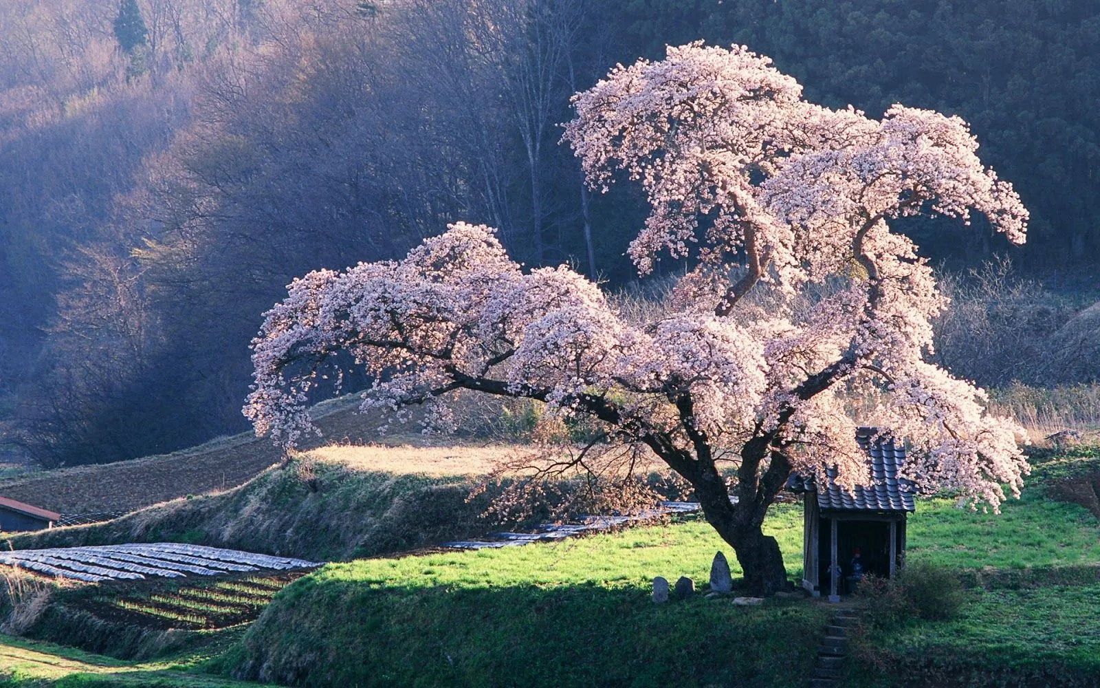 Imagenes ZT - Descarga fondos HD: Fondo de Pantalla Paisaje ...