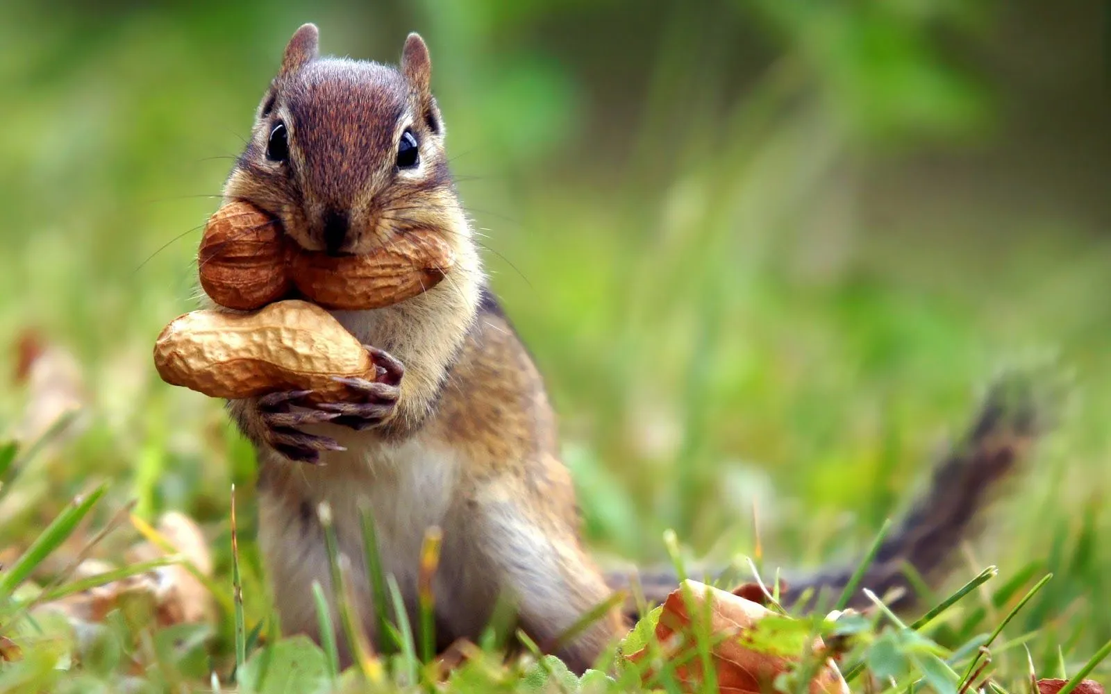 Imágenes Hilandy: Fondo de Pantalla Animales Ardilla con cacahuetes