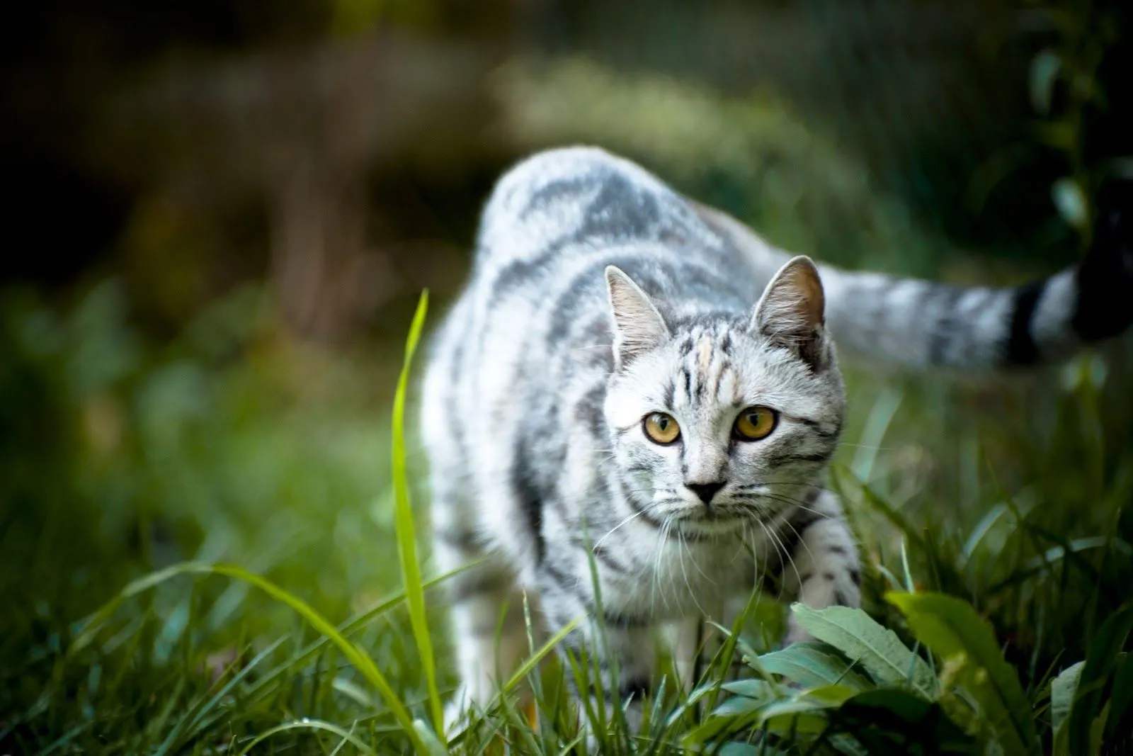 Imagenes ZT - Descarga fondos HD: Fondo de Pantalla Animales Gato ...