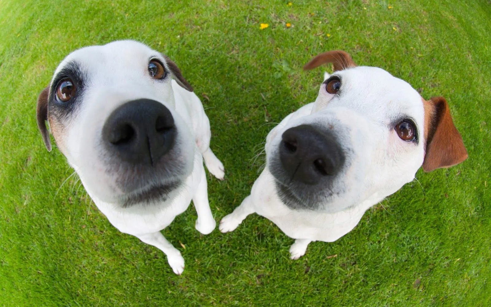 Imágenes Hilandy: Fondo de Pantalla Animales Raza perro