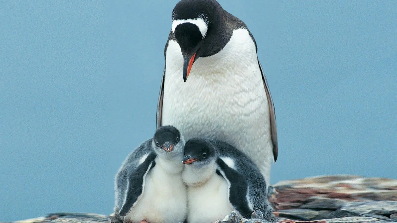 Imagenes ZT - Descarga fondos HD: Fondo de Pantalla Animales ...