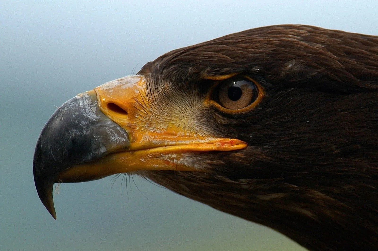 Imagenes ZT - Descarga fondos HD: Fondo de Pantalla Animales Pico ...