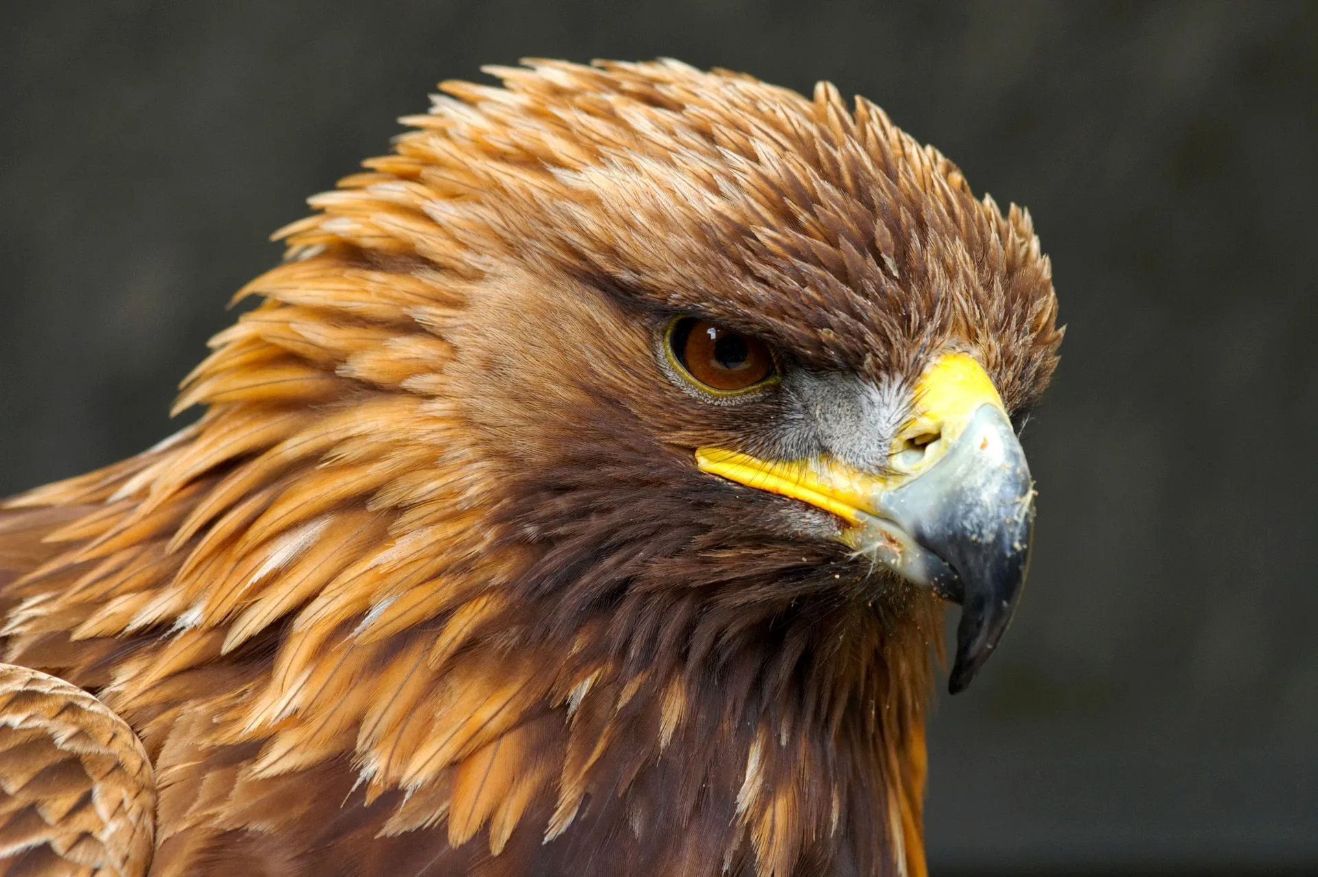 imagenes+del+águila+real+para+fondo+de+pantalla | Fotos Bonitas De ...