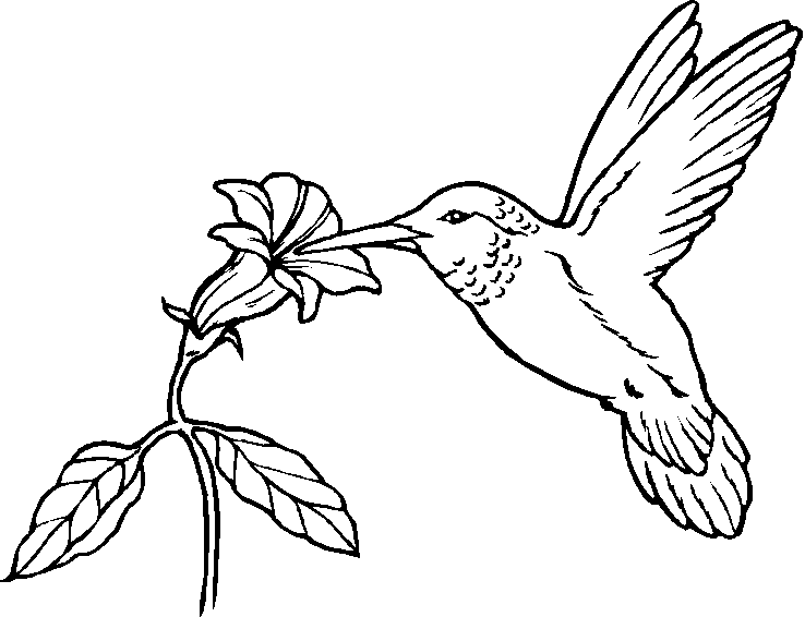 Imagens Para Colorir: Desenho de Passarinhos Para Colorir