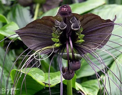 Imagens que falam por si: As flores mais raras do mundo