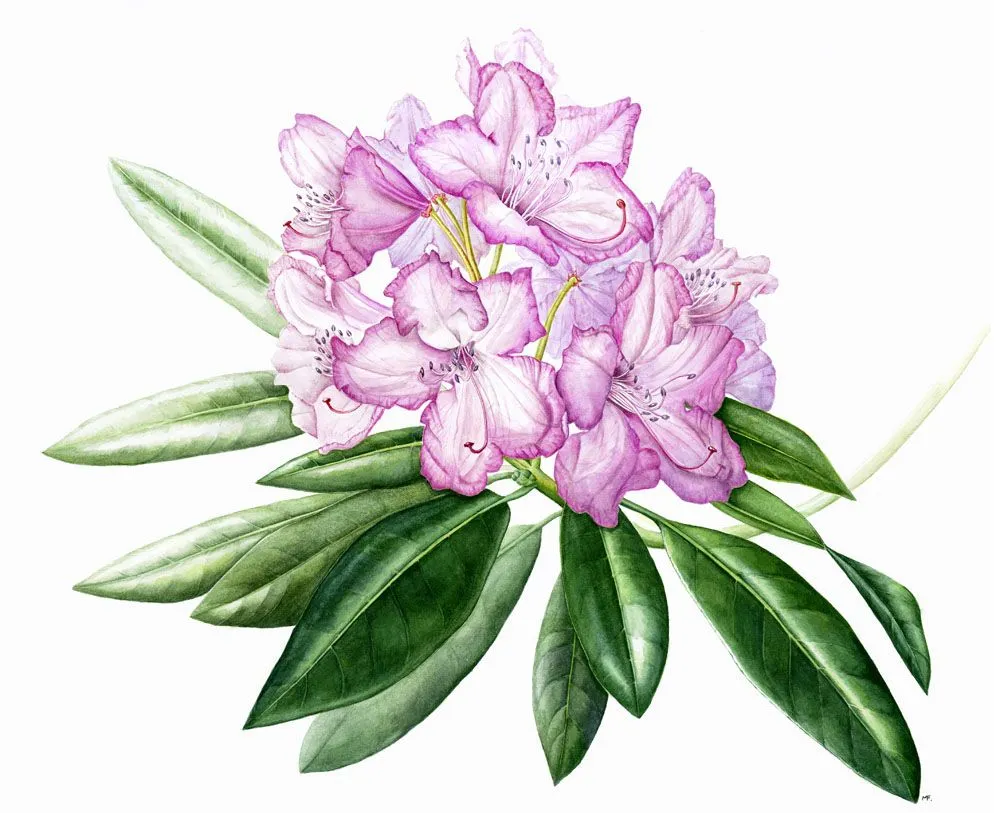 Imagens de Rosas e Flores: Flores para decoupage