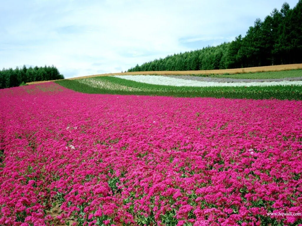 Imagens de Rosas e Flores: Lindos Campos de Flores