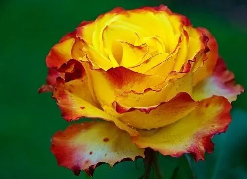 imagens de rosas lindas - Pesquisa Google | Cores , Flores e ...