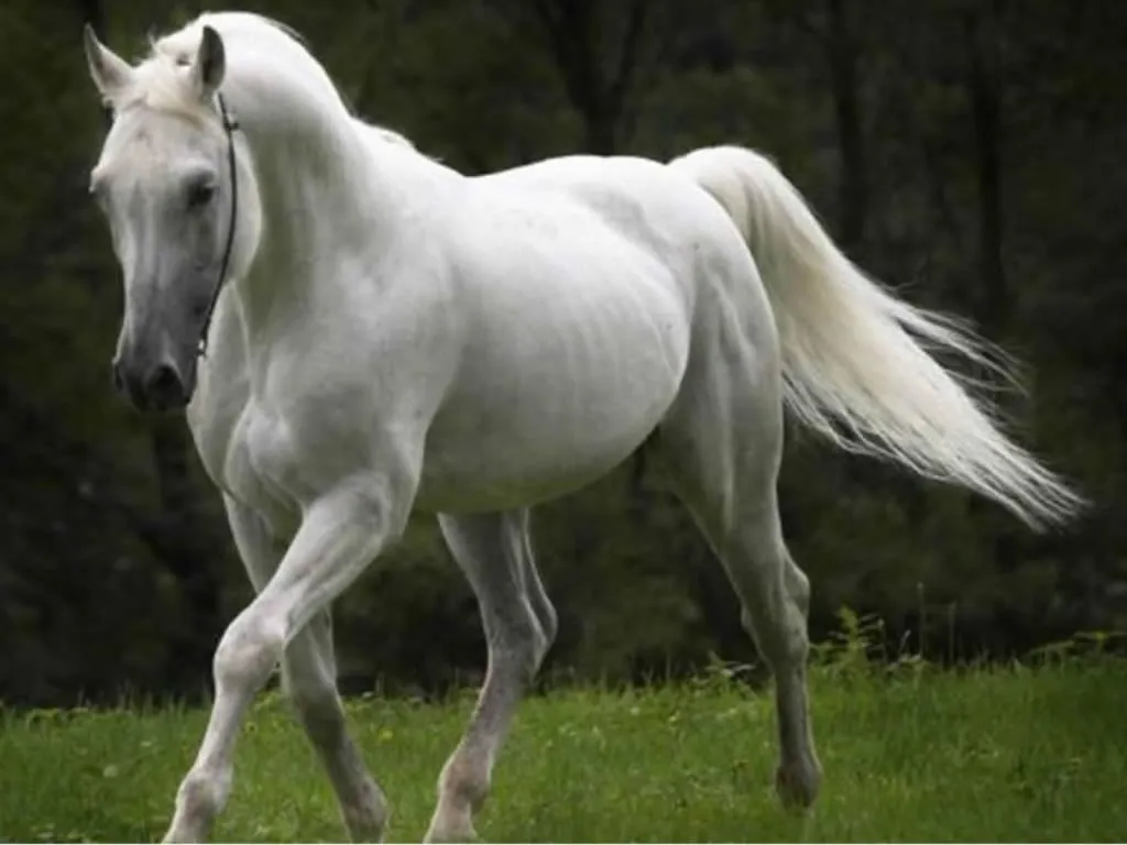 Images For > Caballo Blanco