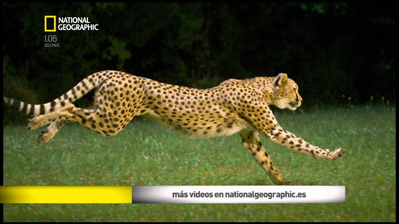 Images For > Leopardo Corriendo