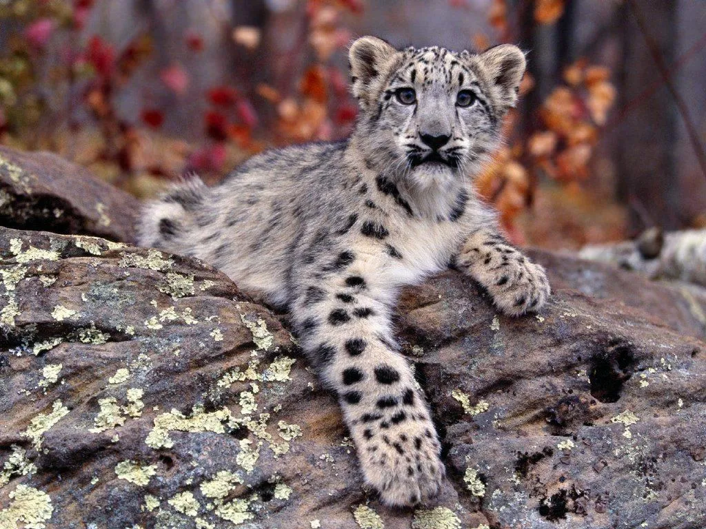 Images For > Leopardo De Las Nieves Bebe