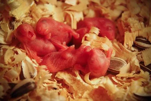 Hamsters bebes | Flickr - Photo Sharing!