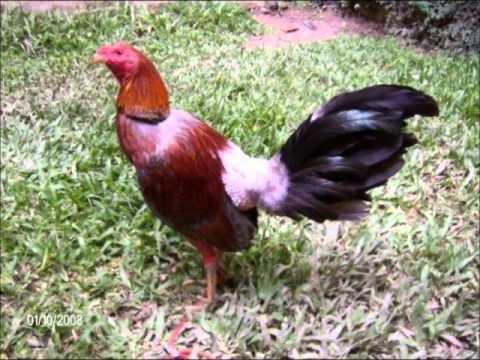 Imajenes de gallos finos - Imagui