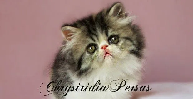 Criadero de Gatos persas y Exóticos: GATITOS